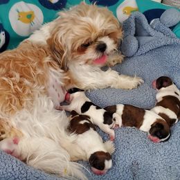 Shih Tzu Puppies from Furever Hometown Shih Tzu