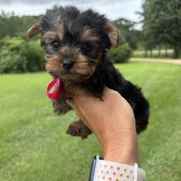 Gemma - Black and tan female Yorkshire Terrier puppy in Jayess, Mississippi from Barbara Clark