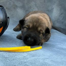 Brazil - Red sable female Belgian Malinois puppy in Sheridan, Arkansas from Dark Sky Kennels