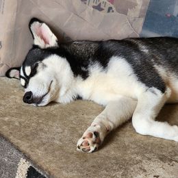 Siberian Husky Puppies from Huffman's Husky House