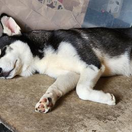 Siberian Husky Puppies from Huffman's Husky House