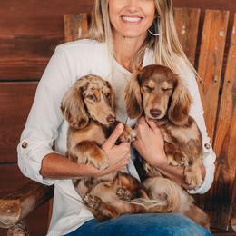 Bexley - Dachshund