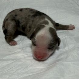 Boy 1 - Blue merle male Miniature Australian Shepherd puppy in Olean, New York from Windy River Mini Aussie