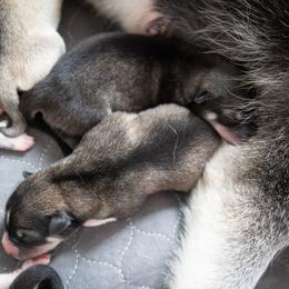 Siberian Husky Puppies from Ivie Huskies