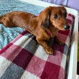 Maple - Dachshund