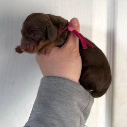 Penelope - Chocolate and tan female Dachshund puppy in Greenfield Center, New York from Ridgeview Springers & Dachshunds