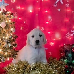 Josie's puppies - Light golden female Golden Retriever puppy in Salem, Ohio from Golden Pride Retrievers