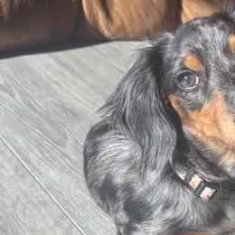 Dachshunds from Jordan Edwards