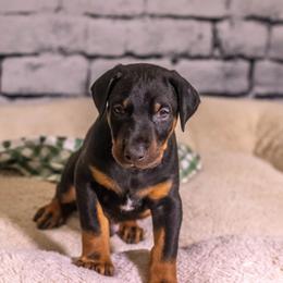 Mr B(brown boy) - Black and rust male Doberman Pinscher puppy in Shelby, North Carolina from IronBee Dobermans