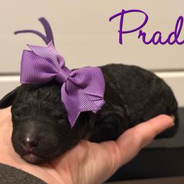 Prada - Phantom female Poodle puppy in Independence, Kansas from Malone Standard Poodles