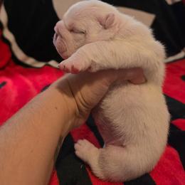 Hannah - Red and white female Bulldog puppy in Lafayette, Georgia from Storytime Mastiffs & Bulldogs