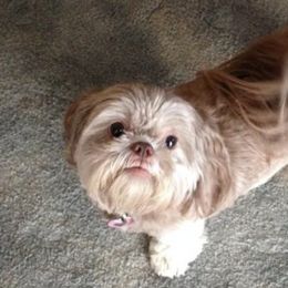 Shih Tzus from B A’s. Shih Tzus