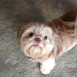 Shih Tzus from B A’s. Shih Tzus