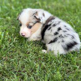 Blue Merle boy 1700 - Blue merle and white male American Corgi puppy in Nashville, Arkansas from Whisenhunt Farms