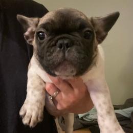 Noki - Fawn and white male French Bulldog puppy in Sidney Center, New York from iFrenchi