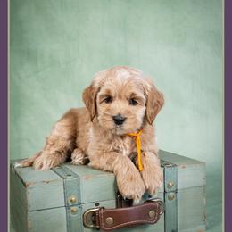 Freddie - Buff male Cockapoo puppy in Connersville, Indiana from Deaz Doodle Ranch