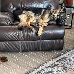 German Shepherd All Grown Up from Freiheit Von Himmel  Shepherds