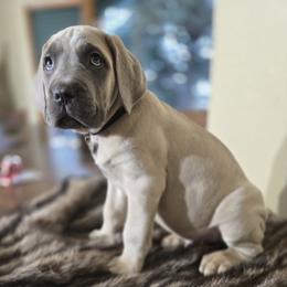 Cane Corso Puppies from BOUDICAS CANE CORSO