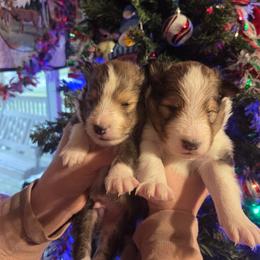 Boy 1 - Sable and white male Shetland Sheepdog puppy in Greenfield, Ohio from Kayla's Shelties