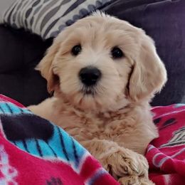 Labradoodle Puppies from 101 Labradoodles