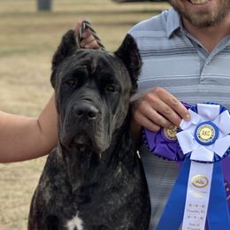 Cardi - Cane Corso