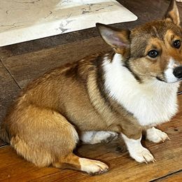 Spanky - Pembroke Welsh Corgi