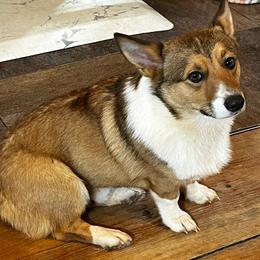 Spanky - Pembroke Welsh Corgi