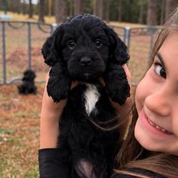 Waylon - Black and white male Cockapoo puppy in Ellaville Ga, Georgia from Lakeside Cockapoos