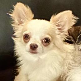 Clyde - Chihuahua