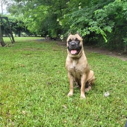 Koda - Cane Corso