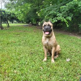 Koda - Cane Corso