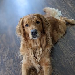 Lily - Golden Retriever