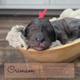 Red - Merle male Goldendoodle puppy in West Chester, Ohio from Doodles of West Chester