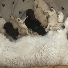 Goldendoodle Puppies from Blue Valley Goldendoodles