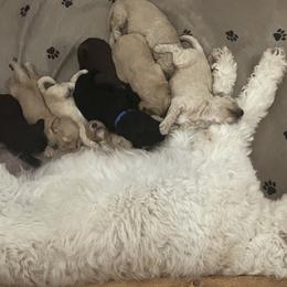Goldendoodle Puppies from Blue Valley Goldendoodles