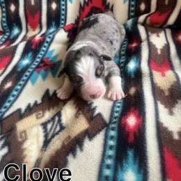 Clove - Blue merle male Australian Shepherd puppy in Cleveland, Tennessee from C&S Kennels