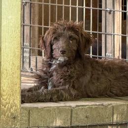 Sally - Red female Aussiedoodle puppy in Four Oaks, North Carolina from RoseWest Farms