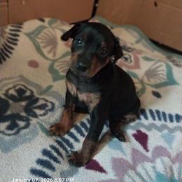 Cruiser - Black and tan male Miniature Pinscher puppy in Bible Grove, Illinois from Mad MinPin House of Illinois