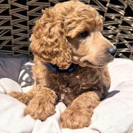 Bo - Red  male Poodle puppy in El Paso, Texas from Paws Of Beauty