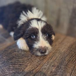 Female 2 - Red tri-color female Aussiedoodle puppy in Mouth Of Wilson, Virginia from Holly Ridge Aussies, Aussiedoodles & Corgis