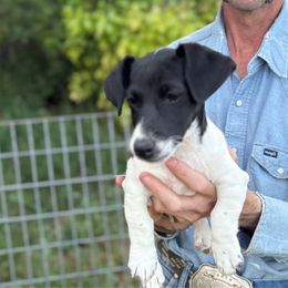 Copyu - White and black male Russell Terrier puppy in Great Falls, Montana from VS Golden Fields