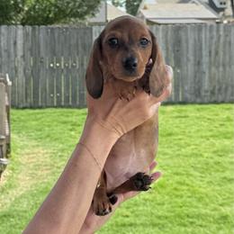 Dwight - Dapple male Dachshund puppy in Sulphur Springs, Texas from Waggin Beach Paradise Doxies
