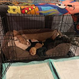 Goldendoodle Puppies from Fluff Puff Doodles