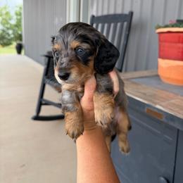 Hansel - Dapple male Dachshund puppy in Stamford, Texas from West Texas Miniature Dachshunds