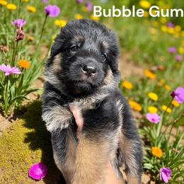 Girl 1 - Black and red female German Shepherd puppy in Oakland, Oregon from VHM German Shepherds
