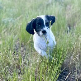 English Setter Puppies from Steens Mountain Setters