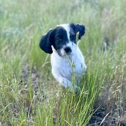 English Setter Puppies from Steens Mountain Setters