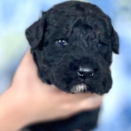 Hawthorn - Black and tan male Assorted Doodle Crosses puppy in Kansas City, Missouri from Beary GoldenDoodles
