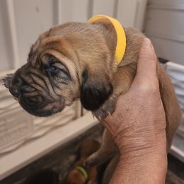 Yellow female - Red female Bloodhound puppy in Freeport, Ohio from Sullivan's Bloodhounds