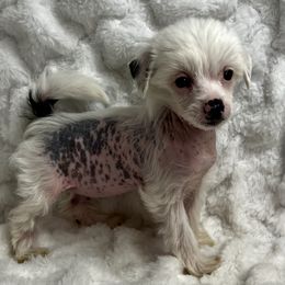 Chinese Crested Puppies from JJ’s Pawz and Clawz